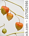 Physalis on a branch 107082986