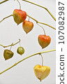 Physalis on a branch 107082987