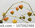 Physalis on a branch 107082988