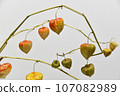 Physalis on a branch 107082989