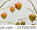 Physalis on a branch 107082990
