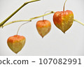 Physalis on a branch 107082991