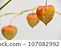 Physalis on a branch 107082992