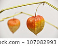 Physalis on a branch 107082993