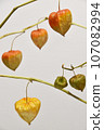 Physalis on a branch 107082994