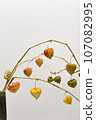 Physalis on a branch 107082995
