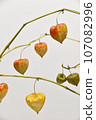 Physalis on a branch 107082996