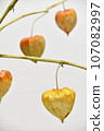 Physalis on a branch 107082997