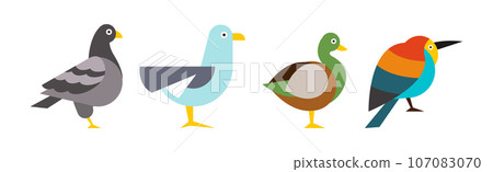 Different Birds and Avians as Feathered Flying Creature Vector Set 107083070