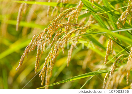 Golden-colored rice ears, autumn, September Golden-colored rice ears, autumn, September 107083266
