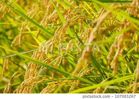 Golden-colored rice ears, autumn, September Golden-colored rice ears, autumn, September 107083267