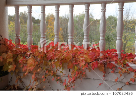 A performance of autumn leaves 107083486