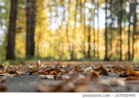 Autumn scene. Falling colorful leaves in autumnal park. Fall. Colorful falling autumn leaves. Beautiful tree with yellow leaves in autumn forest. Selective focus Autumn scene. Falling colorful leaves in autumnal park. Fall. Colorful falling autumn leaves. Beautiful tree with yellow leaves in autumn forest. Selective focus 107083495