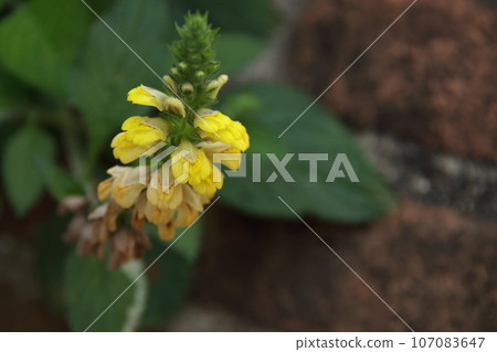 Yellow flowers blooming on inflorescence. 107083647