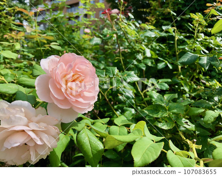 Light pink roses blooming in the city park Light pink roses blooming in the city park 107083655