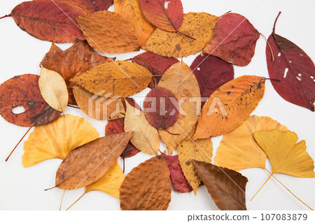 白色背景上的紅色落葉框架 白色背景上的紅色落葉框架 107083879