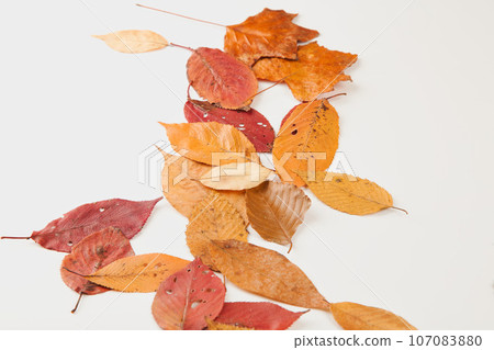 白色背景上的紅色落葉框架 白色背景上的紅色落葉框架 107083880