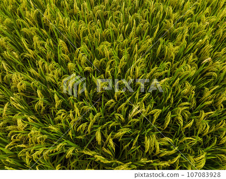 Rice grain growing in autumn field 107083928