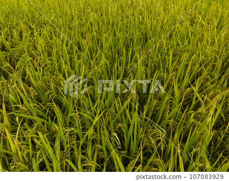 Rice grain growing in autumn field 107083929