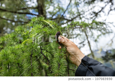 Hand hold a pine tree fruit in high altitude forest Hand hold a pine tree fruit in high altitude forest 107083930