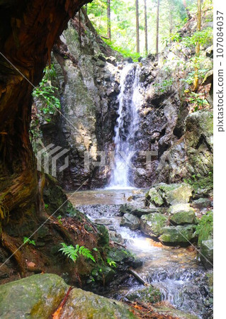 A view of Shishigataki Falls in Moroyama Town through a large cedar tree with roots in the rock. 107084037