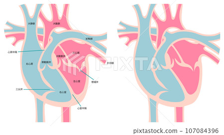 Cross section of heart 107084396