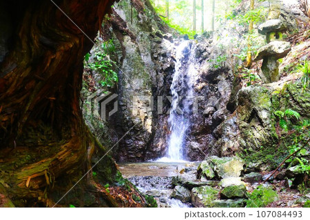 透過紮根在岩石中的大杉樹，可以看到毛呂山町的獅子瀧瀑布。 107084493