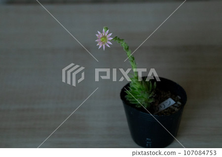 flowering succulents flowering succulents 107084753