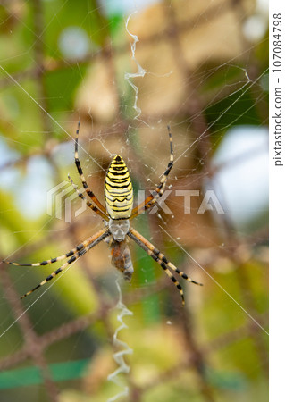 Insects (Jorōgumo) and spider webs Insects (Jorōgumo) and spider webs 107084798