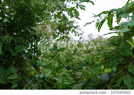 黃瓜果/野生植物/藥材 107085002