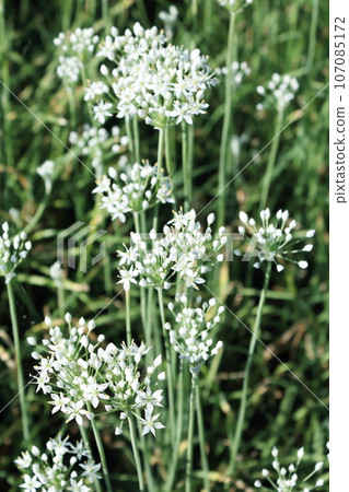 Chives with pretty white flowers grow in clusters along the ridges. 107085172