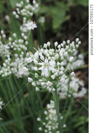 Chives with pretty white flowers grow in clusters along the ridges. Chives with pretty white flowers grow in clusters along the ridges. 107085173