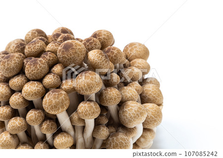 1 姬路蘑菇素材圖5“右上空” 107085242