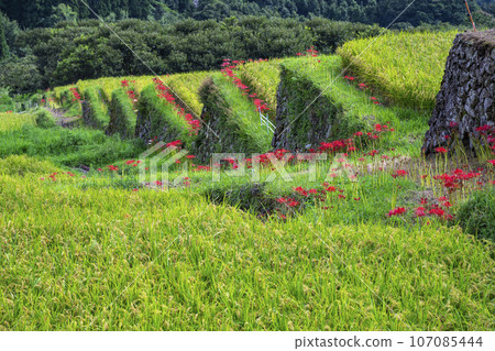 Rice terraces in Sakamoto, Nichinan City 107085444