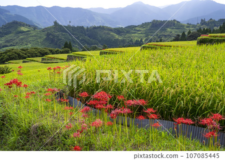 Rice terraces in Sakamoto, Nichinan City 107085445