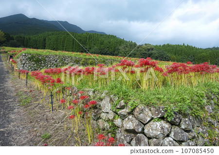 Rice terraces in Sakamoto, Nichinan City 107085450