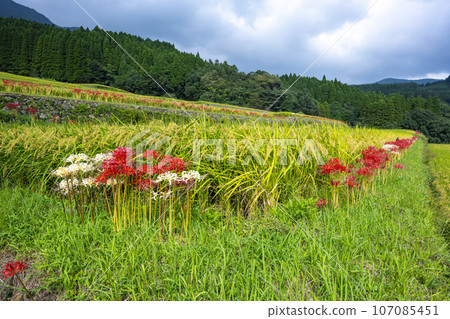 日南坂本的梯田 日南坂本的梯田 107085451