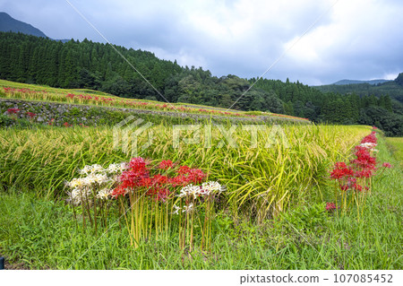 Rice terraces in Sakamoto, Nichinan City 107085452