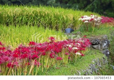 Rice terraces in Sakamoto, Nichinan City 107085453