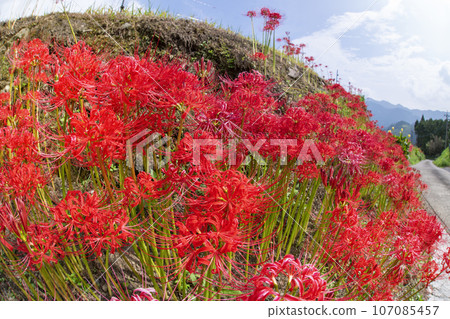 Rice terraces in Sakamoto, Nichinan City 107085457