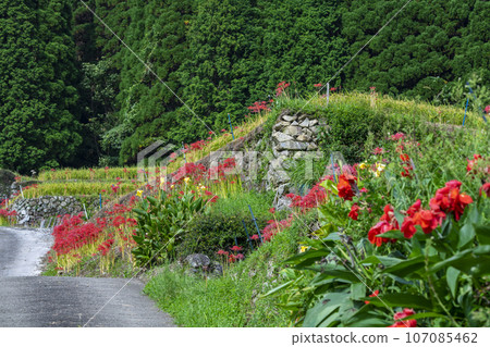 Rice terraces in Sakamoto, Nichinan City 107085462