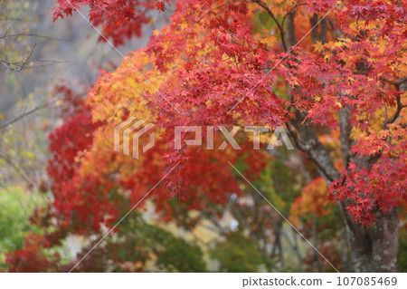 北海道的秋葉 107085469