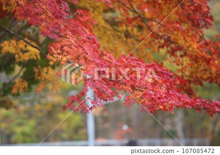 北海道的秋葉 107085472