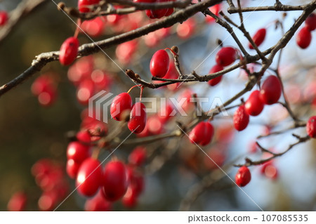 Red fruit of Sanshu 107085535