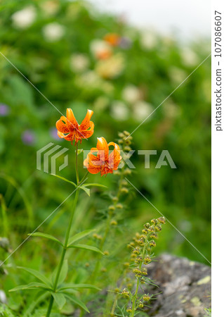 汽車百合 107086607