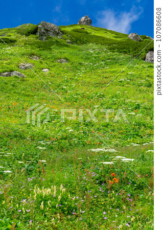 白馬大雪溪上空的花田 107086608