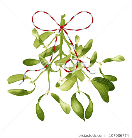 A bouquet of mistletoe with a ribbon. Christmas decoration. Stock vector illustration. 107086774