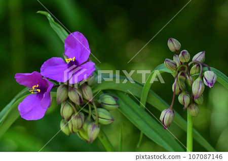 紫色草花 紫色草花 107087146