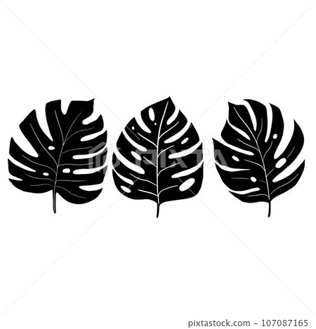 Vector black monstera leaves silhouette. Set with tropical elements 107087165