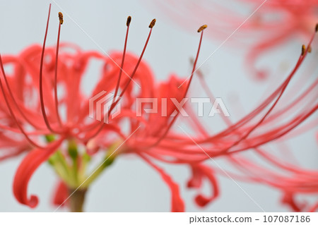 Red spider lily on a white background Red spider lily on a white background 107087186